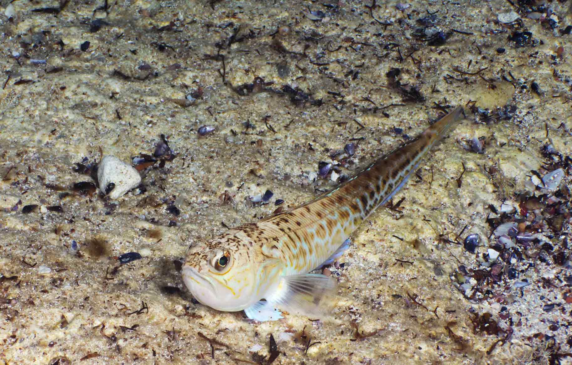 Pesce ragno o tracina