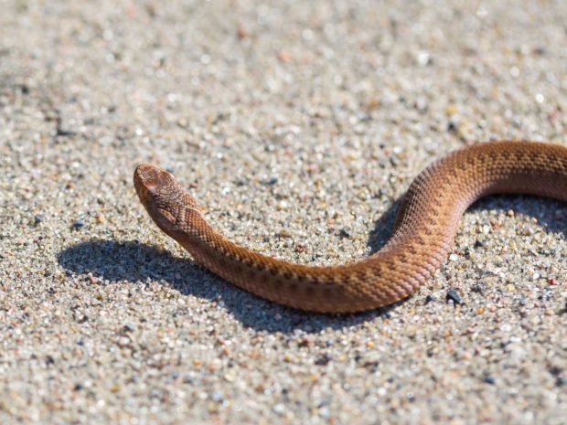 vipera che striscia nel terreno
