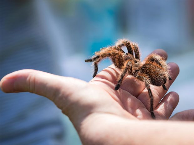 ragno sulla mano di un bambino