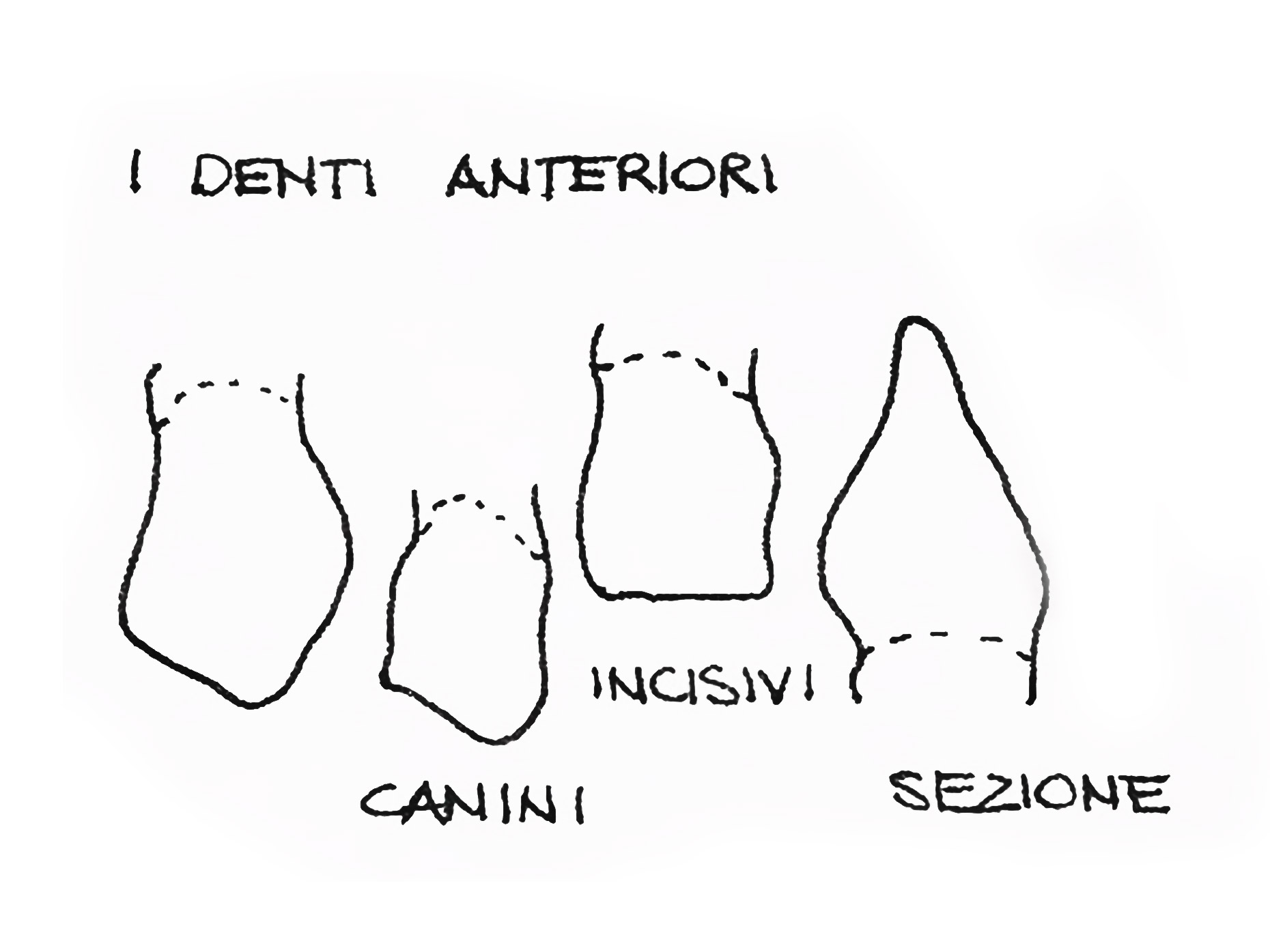 disegno che mostra i denti anteriori