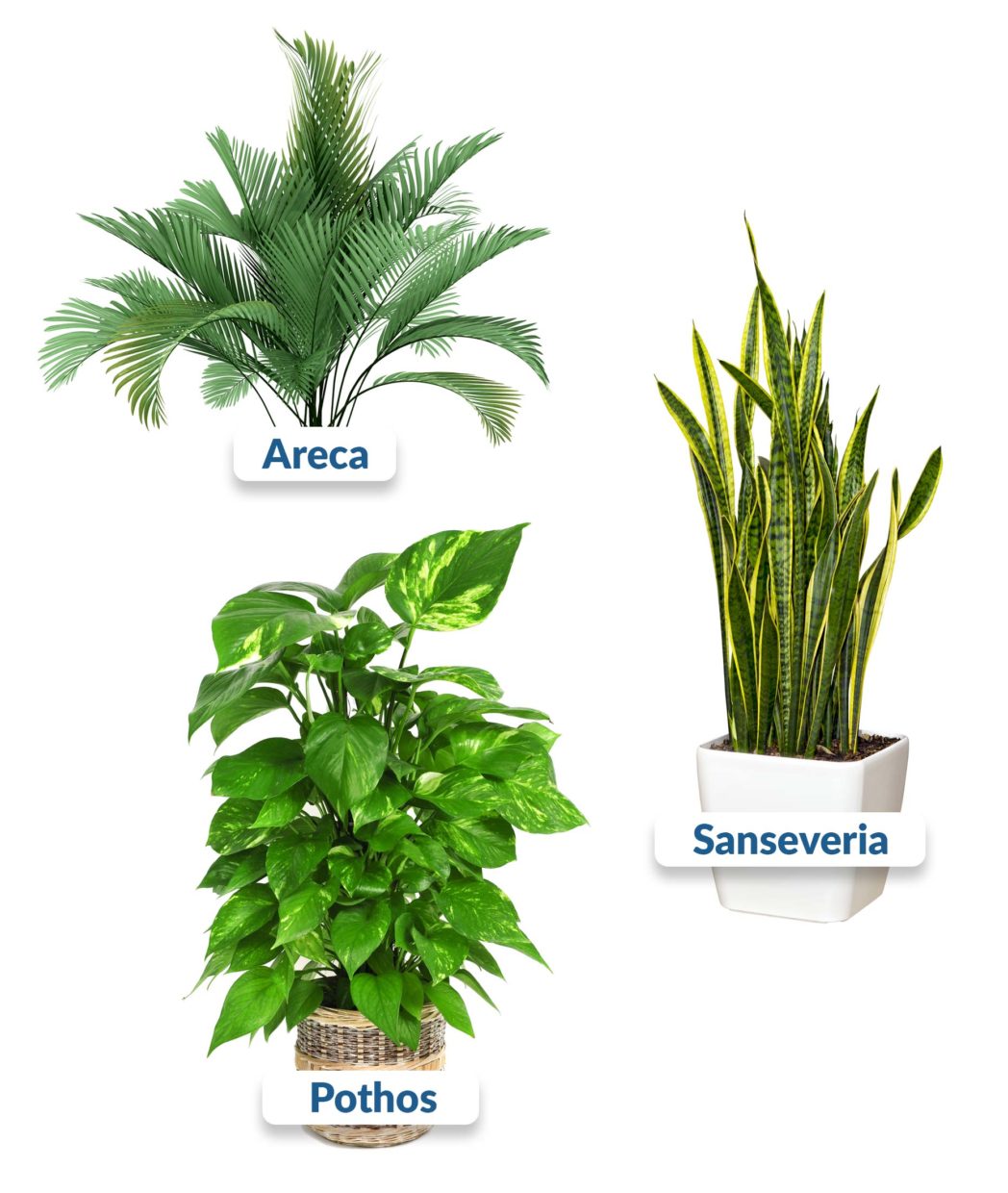 le piante areca pathos e sanseveria