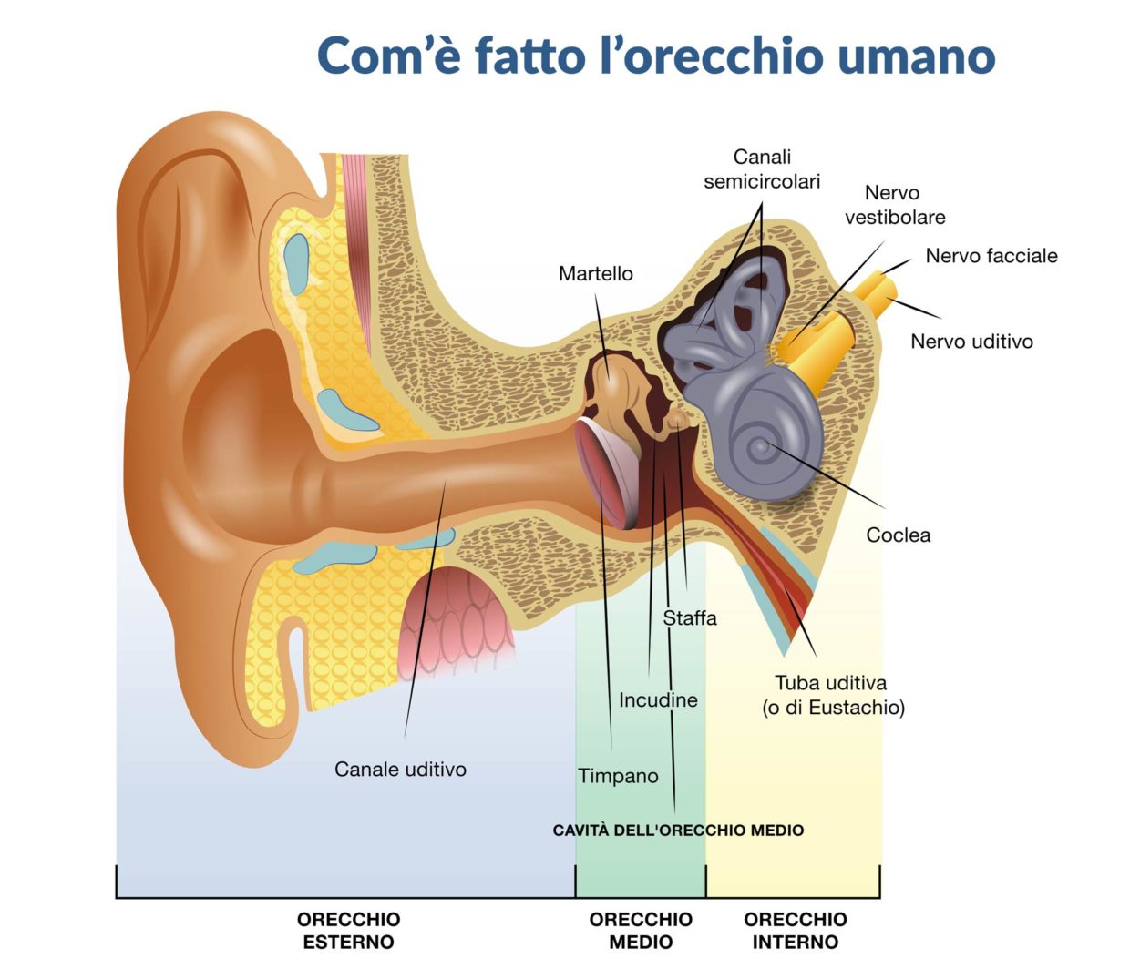 orecchio tappato e fuoriuscita di liquido Otite media: cause, sintomi e cure