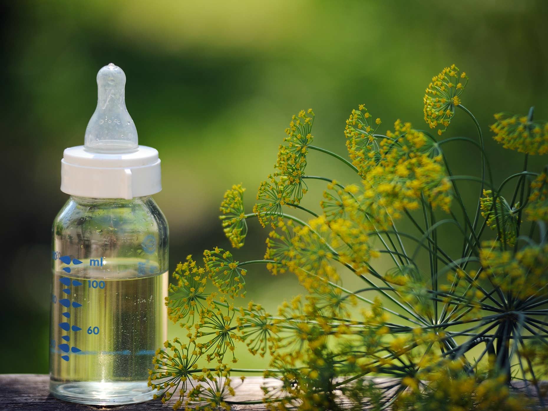 biberon pieno di camomilla con a fianco pianta con fiori gialli