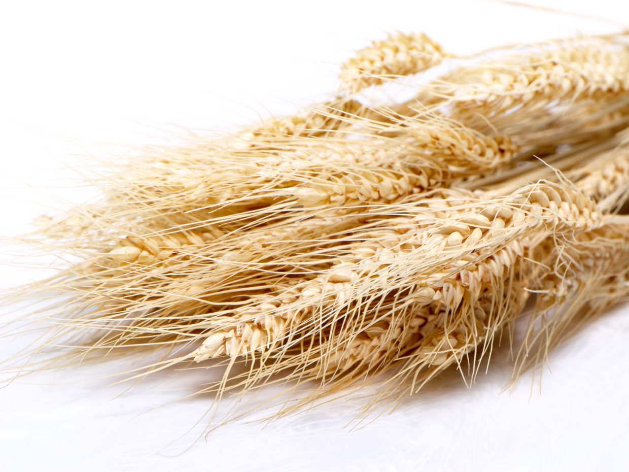 spighe di grano
