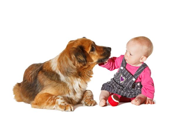 bambina piccola accarezza cane di grossa taglia