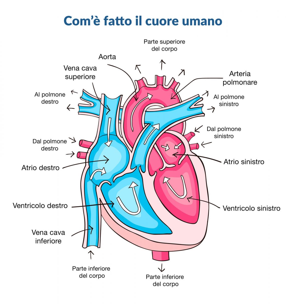 Come è fatto il cuore umano