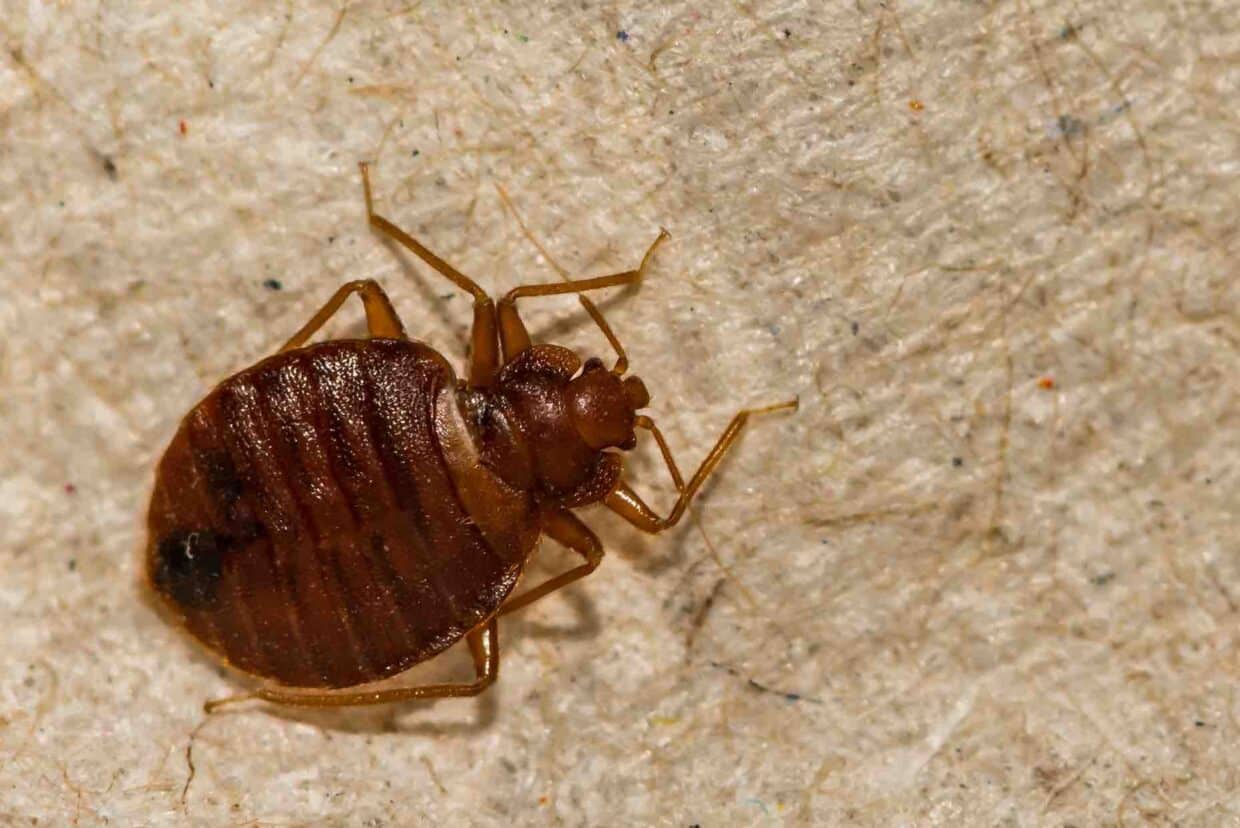 Cimice: punge generalmente di notte.
