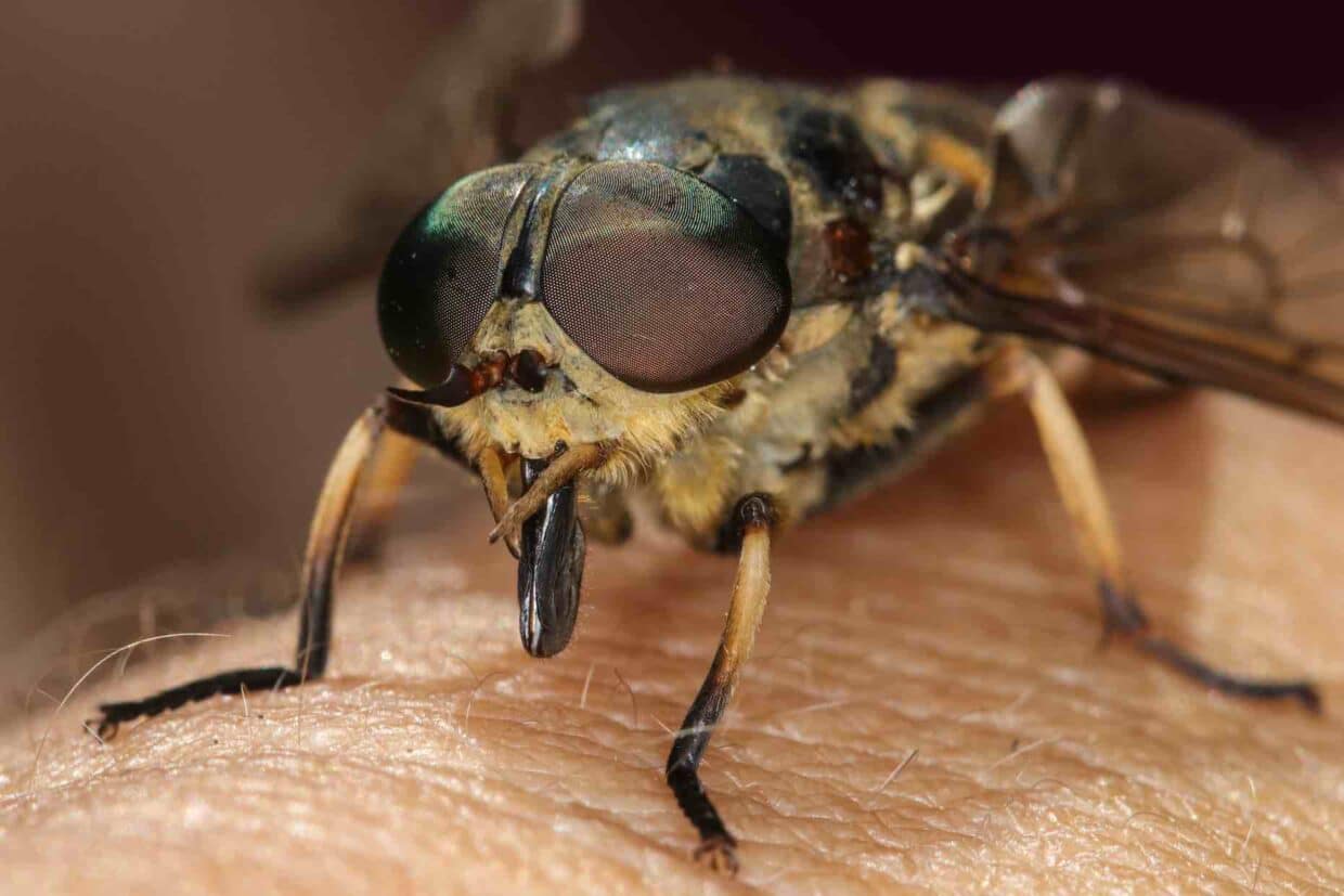 Tafano (Horse Fly)